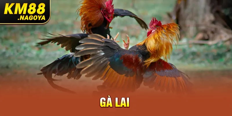 Gà lai