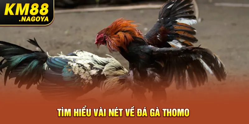 Tìm hiểu vài nét về đá gà Thomo